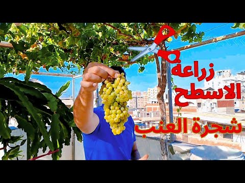فوائد زراعة شجرة عنب في برميل علي سطح المنزل