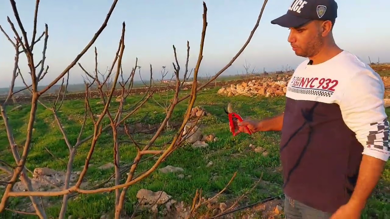 كيفية تقليم شجرة التين ثلاث سنوات بطريقة صحيحة وتأسسها على شكل كأسي