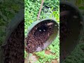 Honey Bees Swarm Around a Hat
