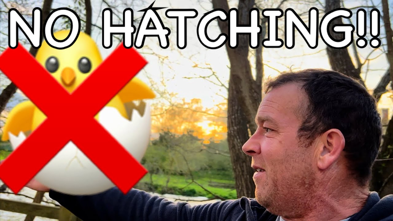 We are NOT egg incubating this season!😩 - YouTube
