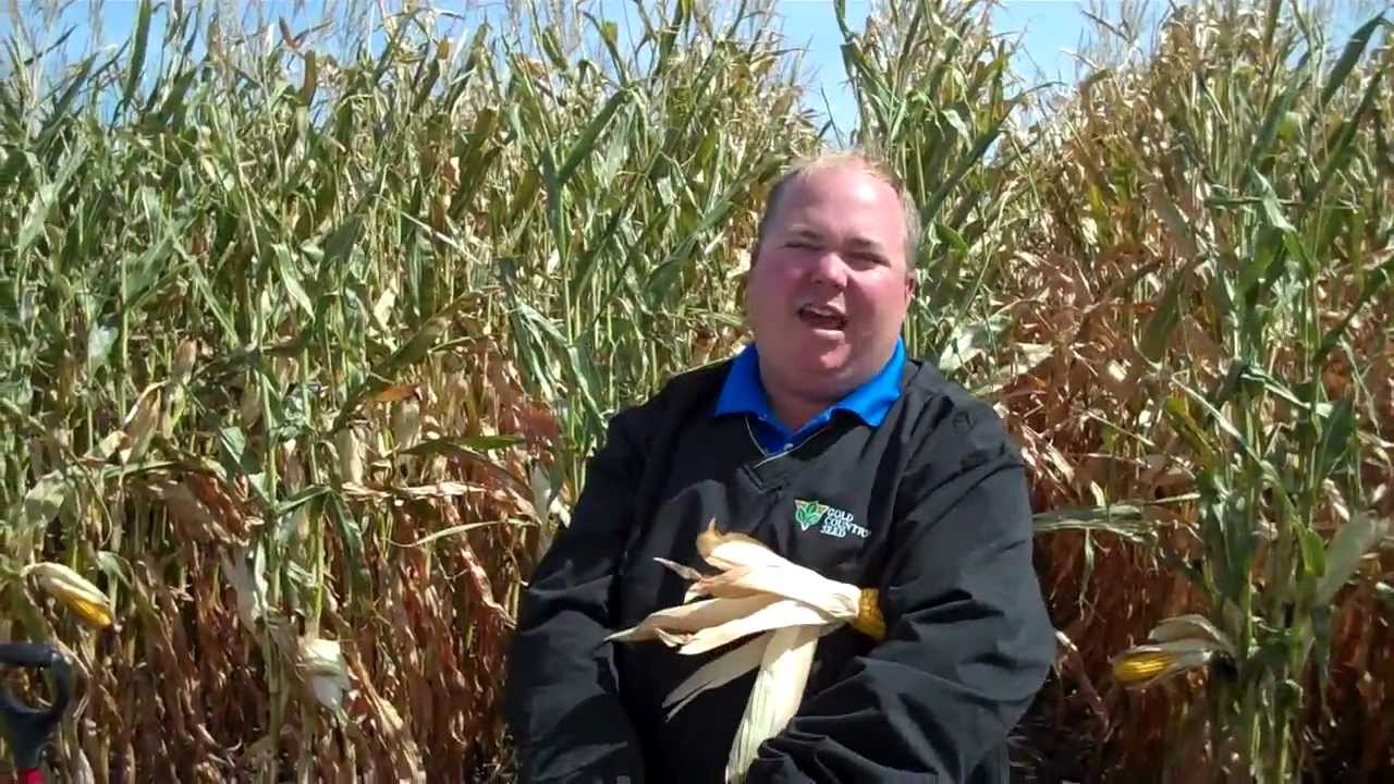 Jim Christenson and a few notes on frost effects on corn