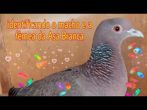 a descrição exata do macho e da fêmea Asa Branca