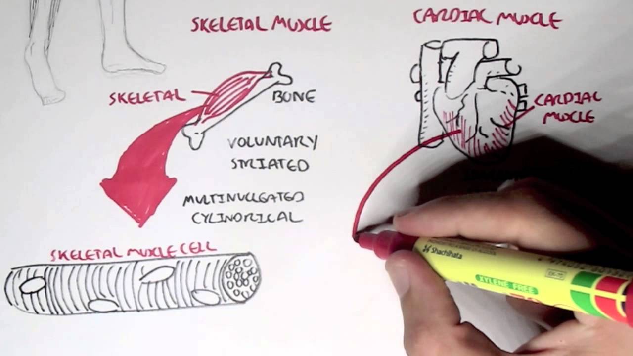 Myology - Introduction (Skeletal, Cardiac, Smooth Muscles) - YouTube