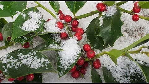 November 29, 2020 | Music & The Spoken Word