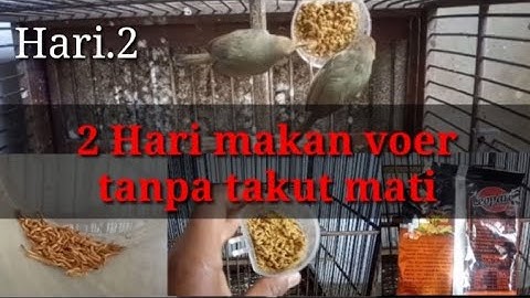 Cara melatih burung prenjak makan voer hanya dalam 2 hari (hari.2)