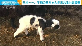丑年の奇跡か　元旦に牛柄の羊の赤ちゃん生まれる(2021年1月7日)