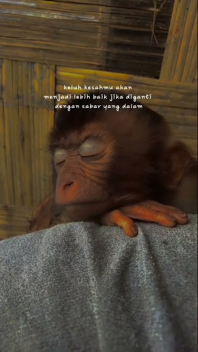 STORY WA || QUOTES BAPER || LAGU DJ VIRALL
