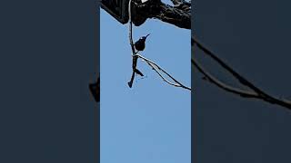 The little black sunbird reappeared this morning 🥰🐦 #short #sunbird  #viralvideo #nature #shorts