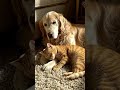 #viral #love #cat #dog