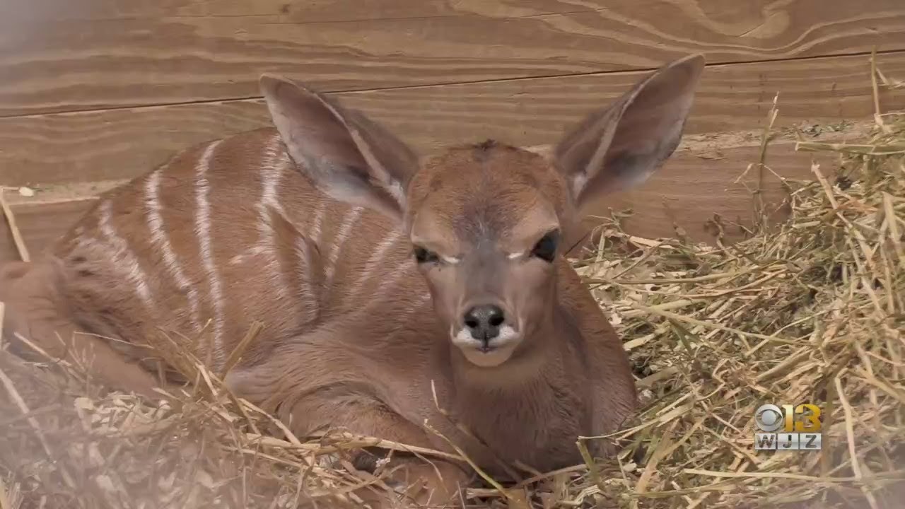 Maryland Zoo Welcomes New Lesser Kudu Calf