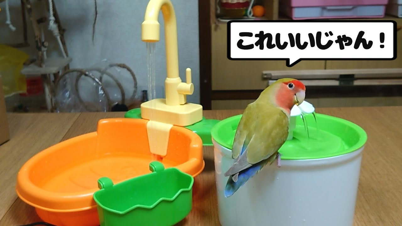さくら 初の寝起き動画 寝落ちから起きるまで コザクラインコ Youtube