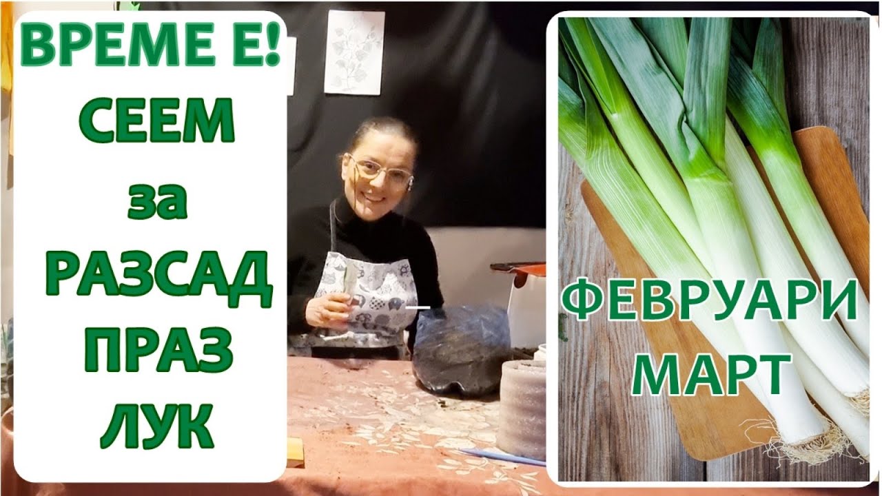 Лук ПРАЗ за разсад от семена в домашни условия. За начинаещи.