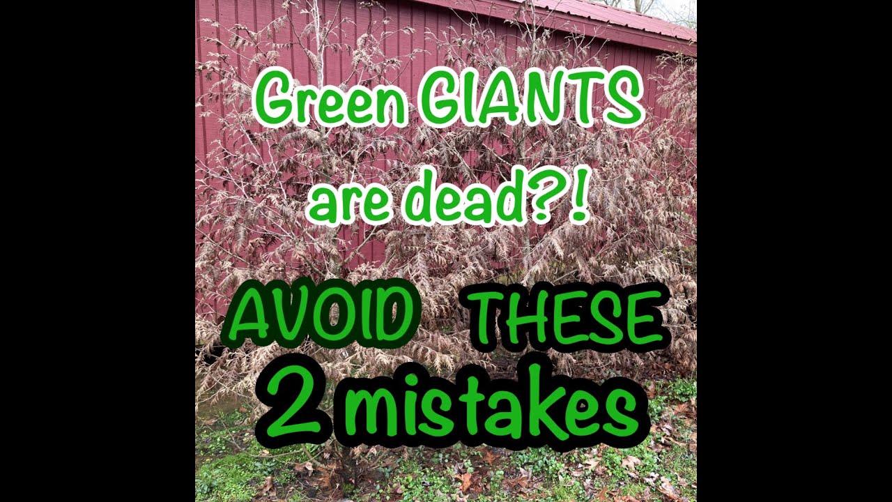 How To Grow (Or Kill) Green Giant Arborvitaes- 2 Common Mistakes To Avoid, With Examples Of Each!!