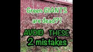 How to grow (or kill) green giant arborvitaes 2 common mistakes to avoid, with examples of each!!