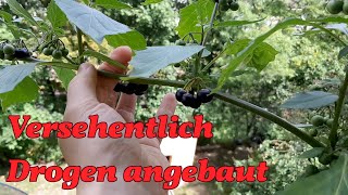 Balkongärtnern: Aussaat, Anzucht, Ernte im Gartenjahr 2021