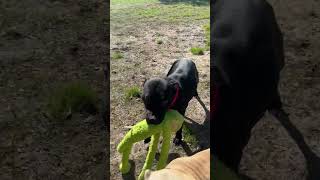 Meet Duke A Terrier, American Staffordshire Currently Available For Adoption 11302023 33418 Pm