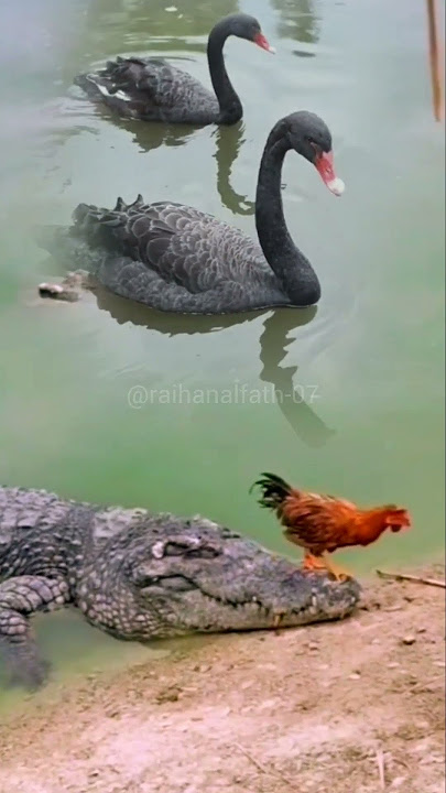 Ketika Ayam dan Bebek Menggangu Buaya #animals #crocodile #wildlife