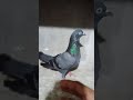 My highflyer &amp;palti pigeon pure quality