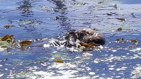 Rái cá biển là con gì? Cuộc sống Mỹ, Moss Landing