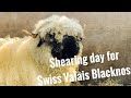 SHEARING SWISS VALAIS BLACKNOSE. How to shear sheep