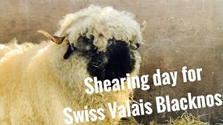SHEARING SWISS VALAIS BLACKNOSE. How to shear sheep