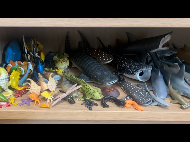 My Animal Figure Collection: Pt 8 - Fishes & Invertebrates