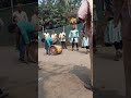 happy sankranti