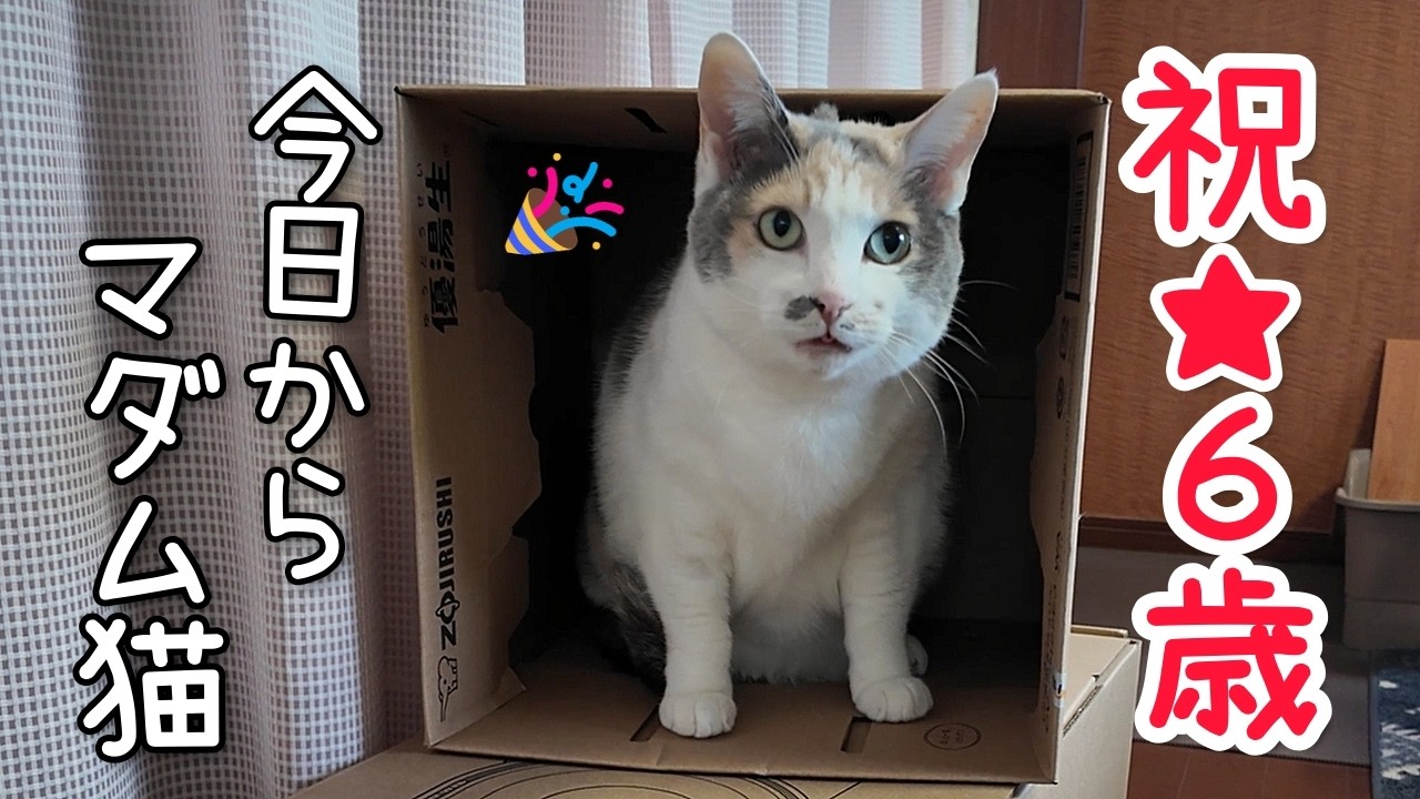 三毛猫様♡ありがとうございます♡ Happy Birthday! You've already turned six! ☆ - YouTube