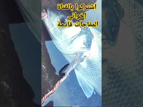 درعي 3 كيلو سارغانة 5 كيلو  3  5