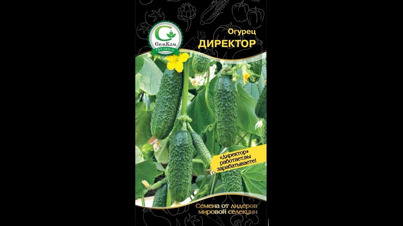 Сорт огурцов директор описание и отзывы фото