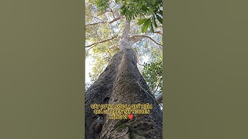 CÂY CƠ NIA ĐỘC LẠ QUÝ HIẾM QUÁ GIÀ TUYỆT ĐẸP TRONG RỪNG SÂU TÂY NGUYÊN