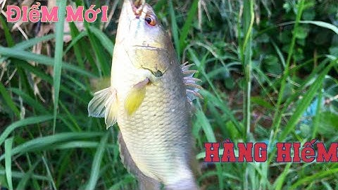 Câu Cá Rô Đồng, Chuyển Điểm Câu Mới Không Ngờ Gặp Hàng Hiếm Như Thế