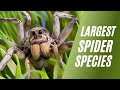 Largest spider species in the world