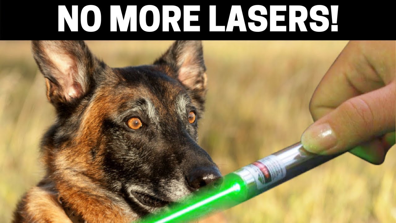 why do lasers make dogs go crazy