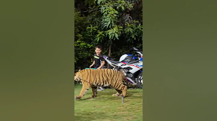 Naughty Kid Playing With Bengal Tiger | Nouman Hassan |
