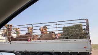 Salalah road Camel Oman . 2018.11.17. (Sultanate of Oman) 2