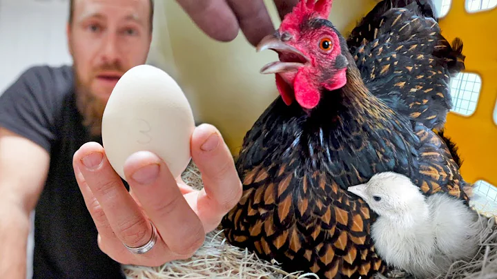 We tricked our hens into hatching out the RAREST b...