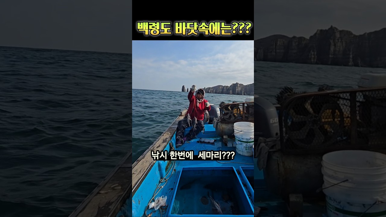 낚시인들의 로망??? 우럭떼 출몰 #백령도, #백령도해녀와사위 , #우럭, #낚시