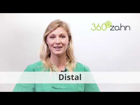 Distal - Was bedeutet Distal? | Dental-Lexikon | 360°zahn