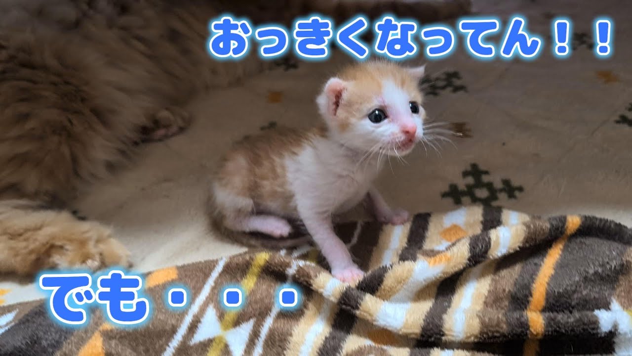 チビテツは大きくなったけど・・・