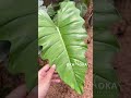 Philodendron Hybrid Mayoi x Jose Buono | OKANOKA.COM | Selling Tropical Plants & Houseplants