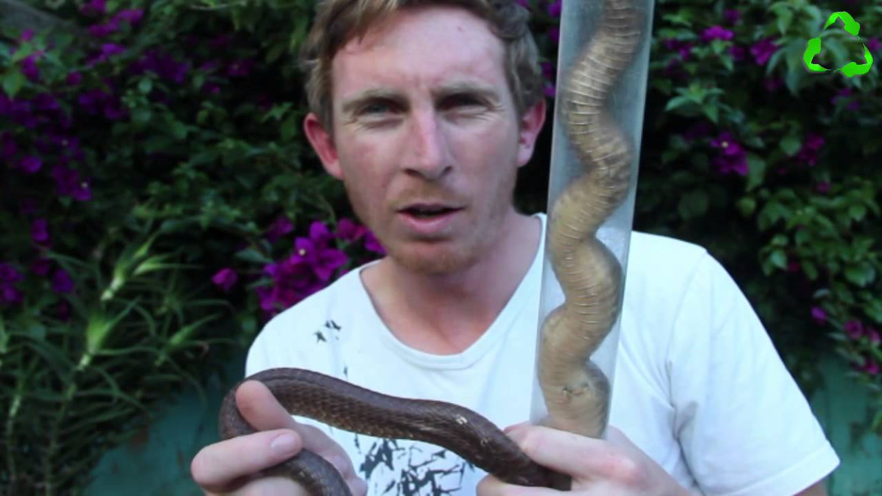 Cape Cobra Vs Mole Snake Cape Cobra Vs Mole Snake