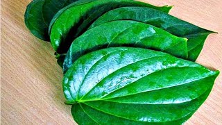 🍃🍃Japanese people eat these leaves to cleanse the ❤️ heart, repair arteries and detoxify the liver