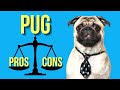 Pug Pros and Cons  ( A Must Watch for New Potential Pug Owners )