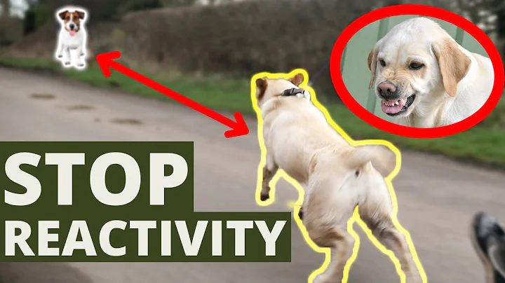 Stop Dogs Reactive Behavior On Leash - DayDayNews