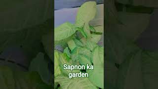 #PlantCare#EasyIndoorPlants#BeginnerPlants#AirPurifyingPlants#SmallSpaceGardening#GreenThumb#Plant