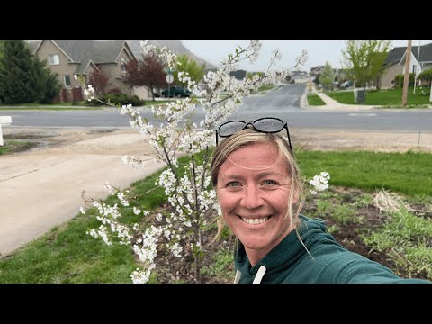 Vídeo: Snow Fountain Tree Care: Aprenda a cultivar cerejeiras de fonte de neve