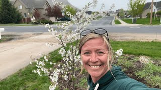 Celebrity How to Plant a Tree! Tips and Mistakes to Avoid! Planting My Yoshino Cherry Tree. //FlowerFanatic Profile
