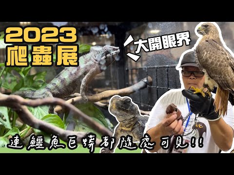 兩棲爬蟲博覽會！連鱷魚巨蟒在路上趴趴走？！【ft.@blackm3 @kyle66072002 】