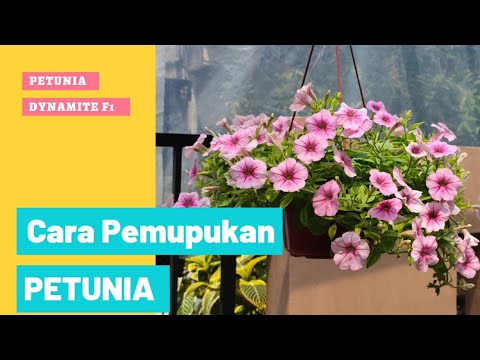 Video: Mengapa Petunia Saya Menguning - Mengobati Petunia Dengan Daun Kuning